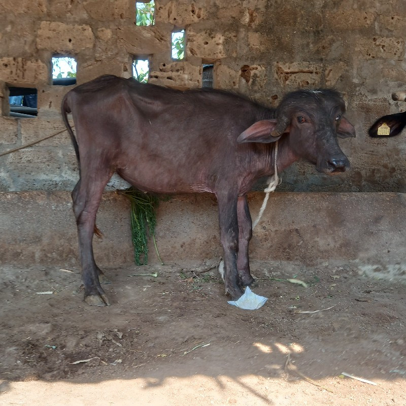 પાડી વેચવાની છે