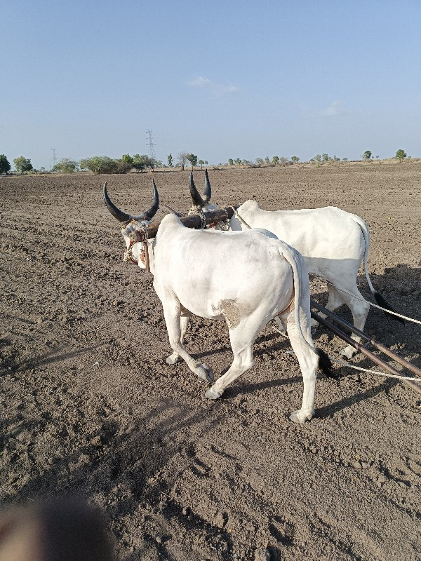 ગોધલા