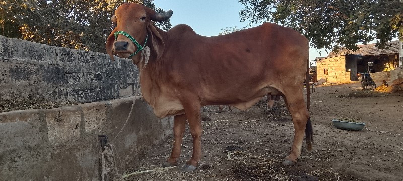 ગાય વેચવાની છે