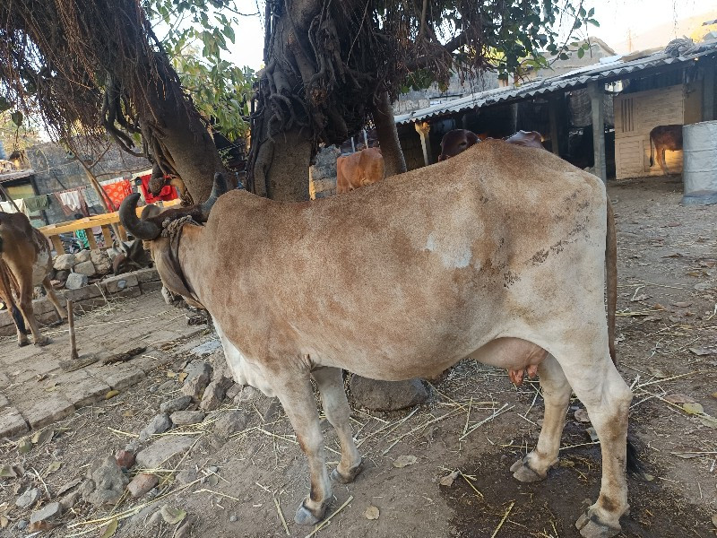 ગાય વેચવાની છે