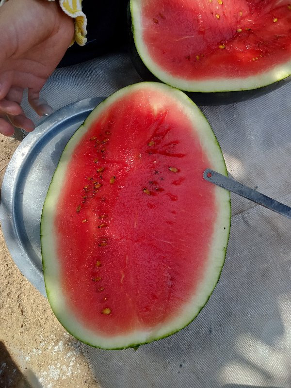 તરબૂચ 🍉 વેચાણ ક...