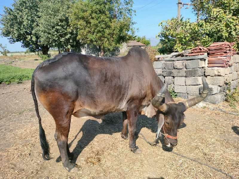 બરધ વેસવનો છે