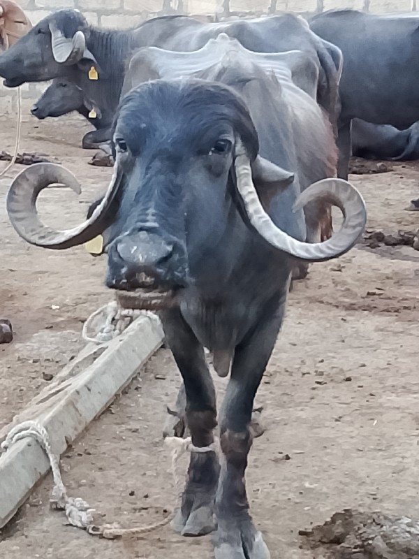 3 ભેંસો દેવાની...