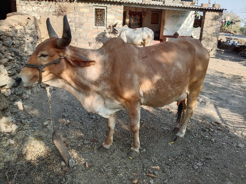 ગાય વેચવાની છે