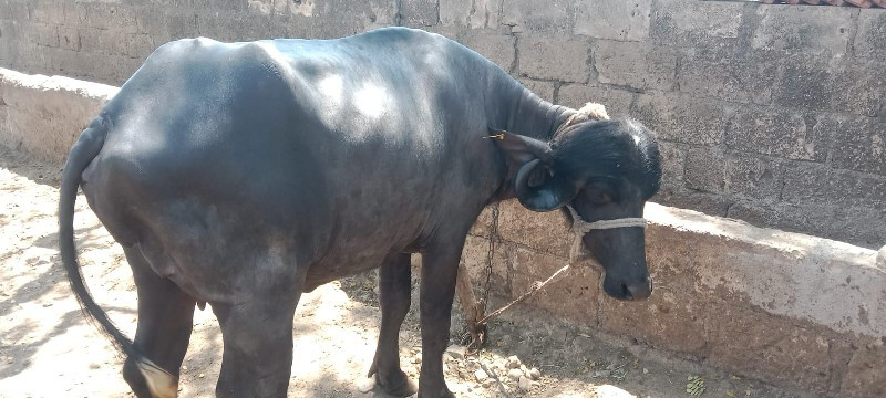 પેલવેતરી પડેલી...