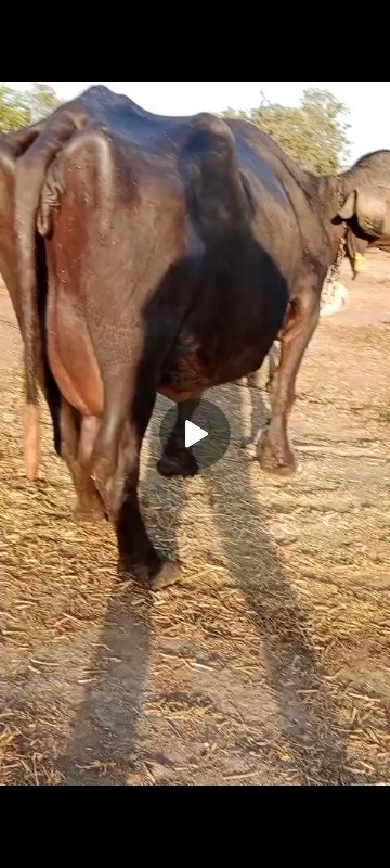 ભેંસ વેચવાની છે