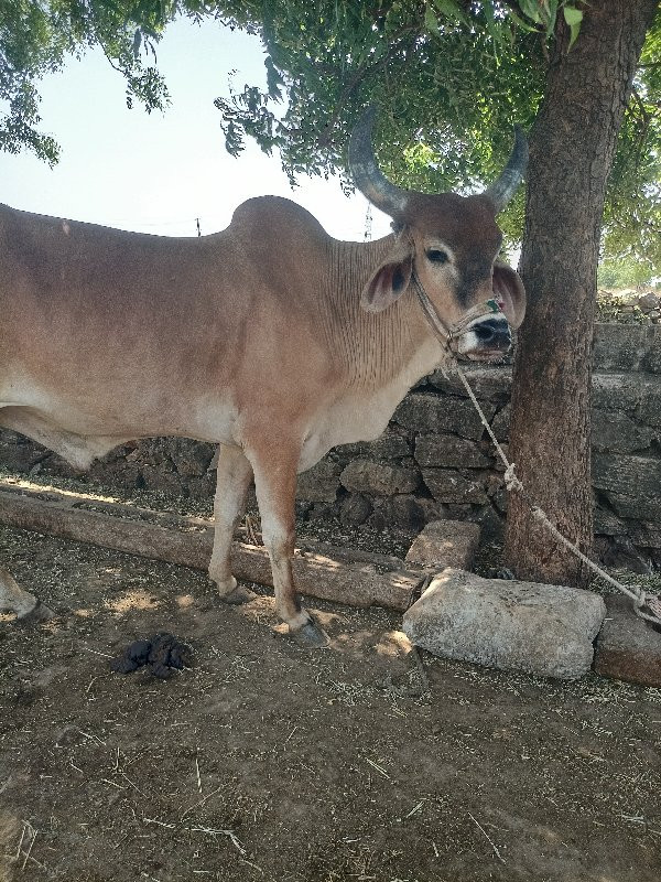 બળદ