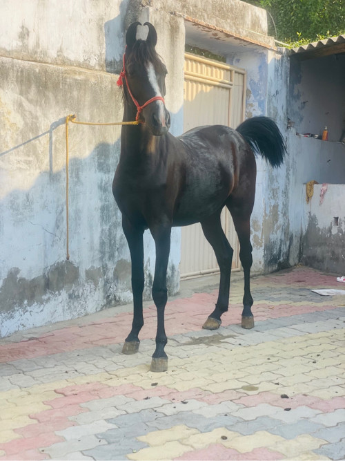 આ  વછેરી  વેચવા...