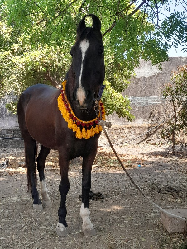 આ ઘૉળી વેચવાની...