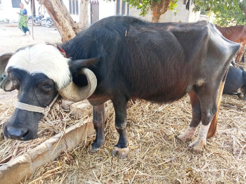 ખડેલું છ વર્ષનુ...