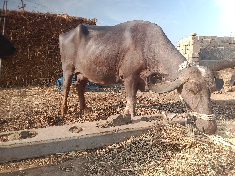 ભોંસ વાનુ છે