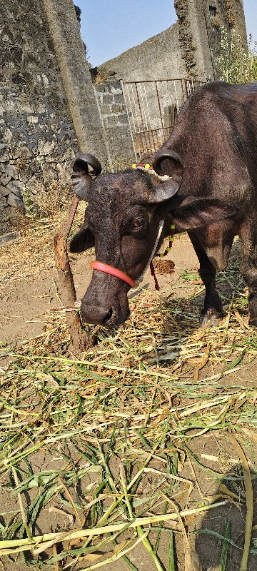 ભેંસ વેસવાની સે...