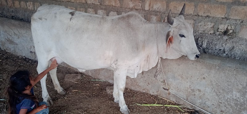 ગાય વેચવાની છે