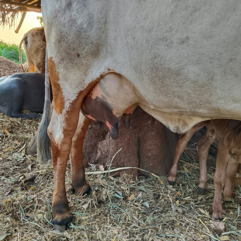 ગીર ગાય