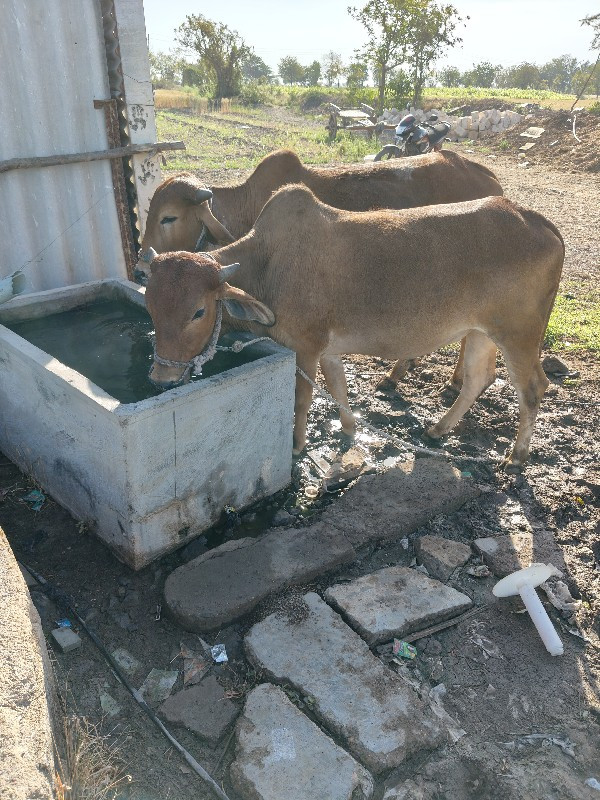 ઘોધલિયુવેચવાનાછ...