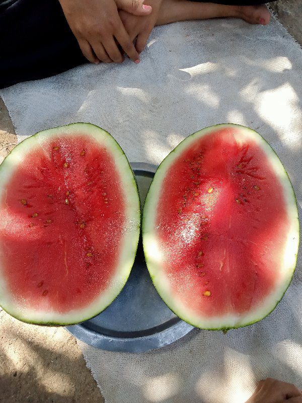 તરબૂચ 🍉 વેચાણ ક...