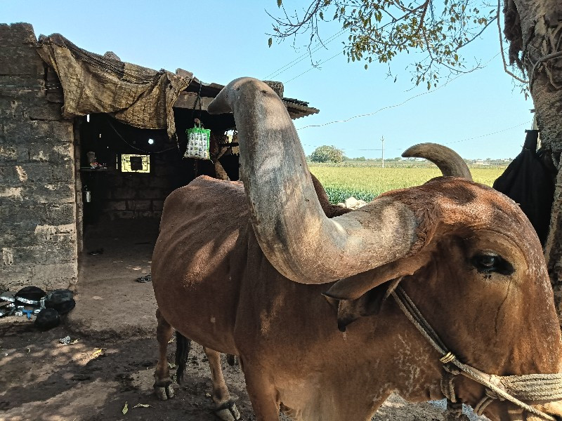 જમનીયા હલે છે