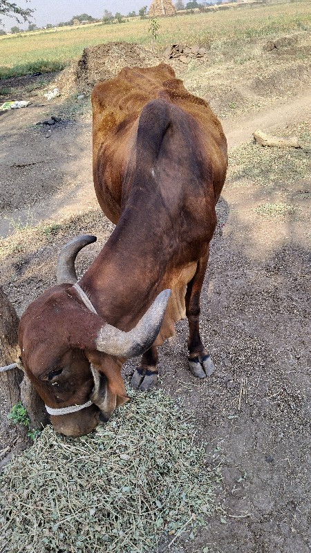 ગાય વેચવાની છે