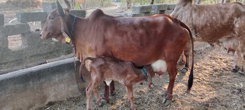 દેશી ગાય વેચવા...