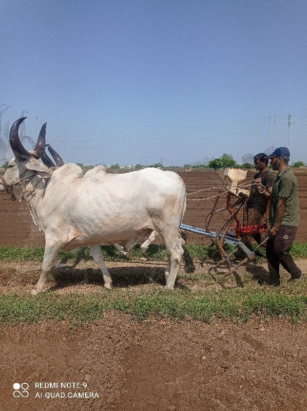 બરધવેસવાનાસે