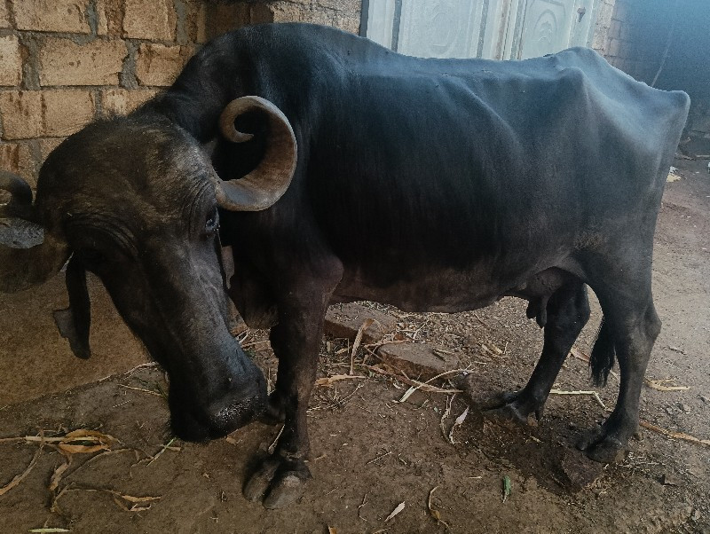 ભેંશ વેચવાની છે