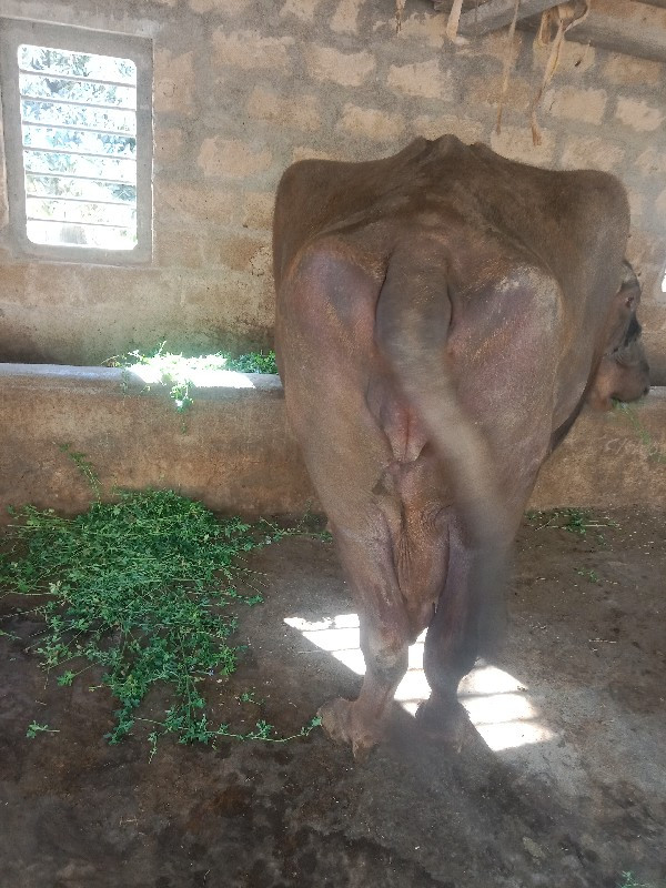 વેચવાની છે