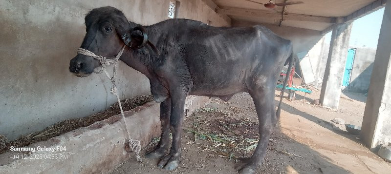 ખડેલુ વેચવાનું...