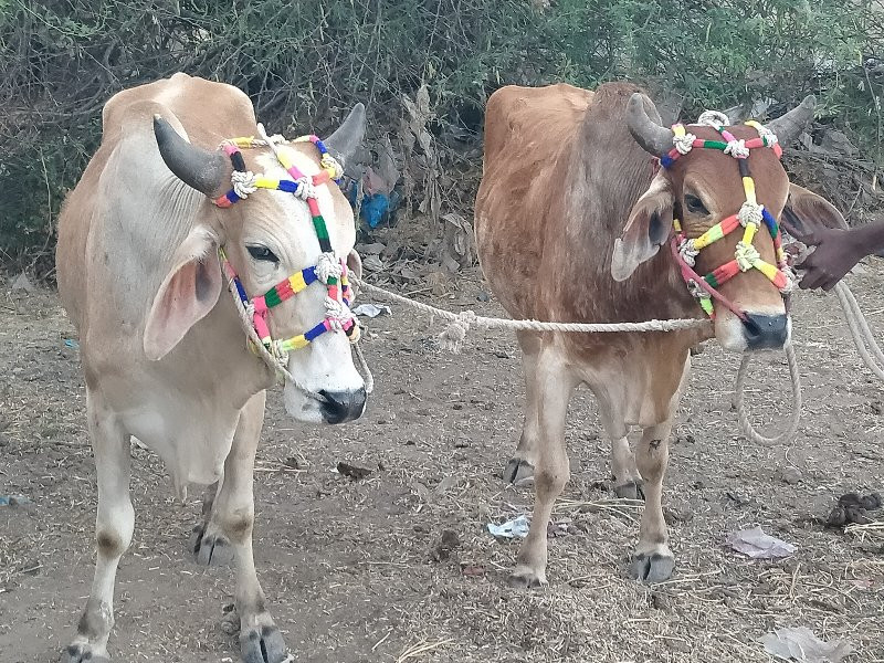 રથડાતા ગોધરા અક...