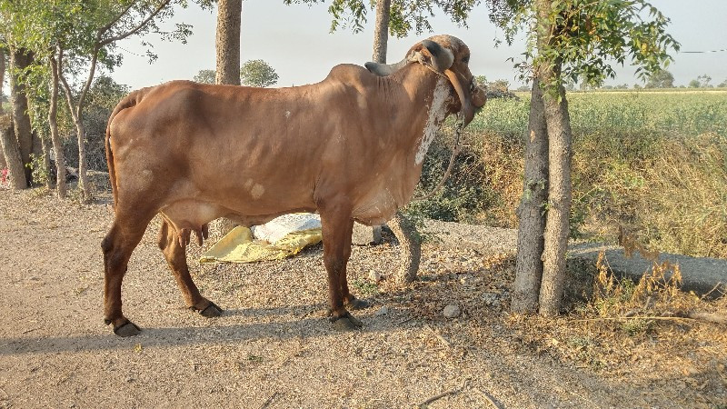 ગાય વેચવાની છે