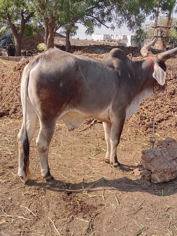 ગોધાલા