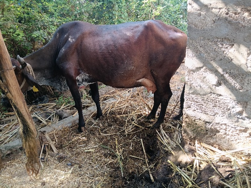 hf કોષ ગાય ગાભન...