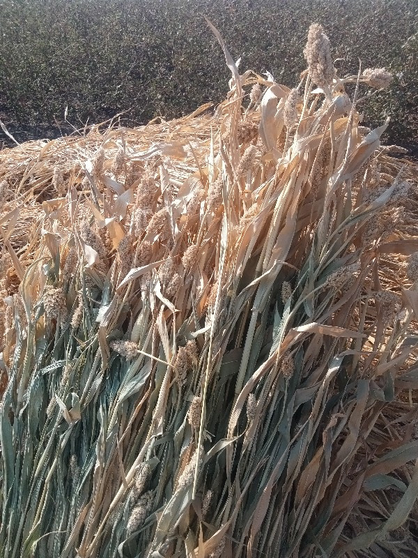 સાર