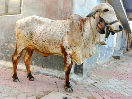 ગીર ગાય વેચવાની...