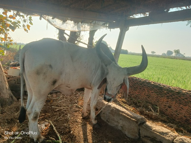 બળદ વેચવાનો છે