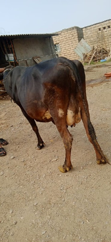 ઋ