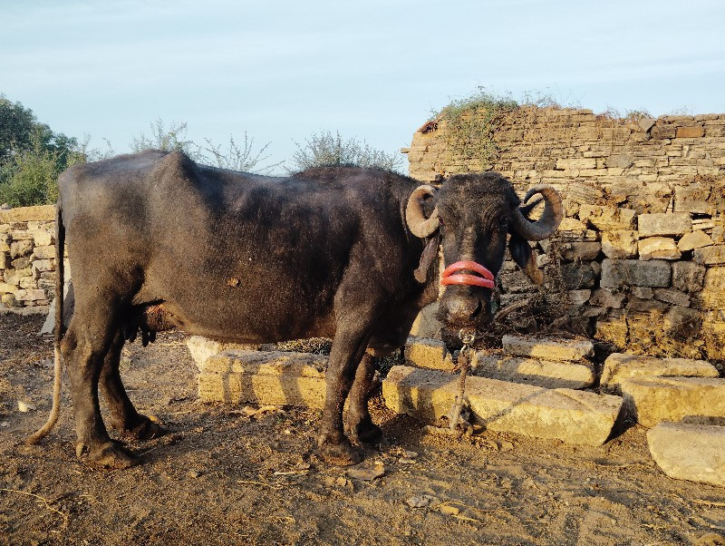 ભેસ વેશવાની છે