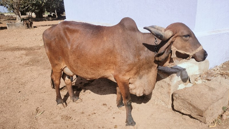 ગામ ભડાનેશ