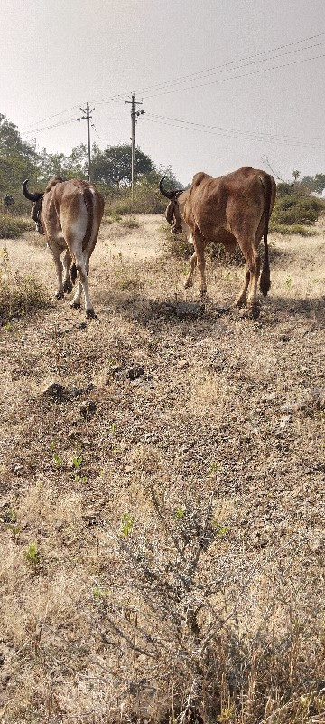 પેલી ધાર ના હાલ...