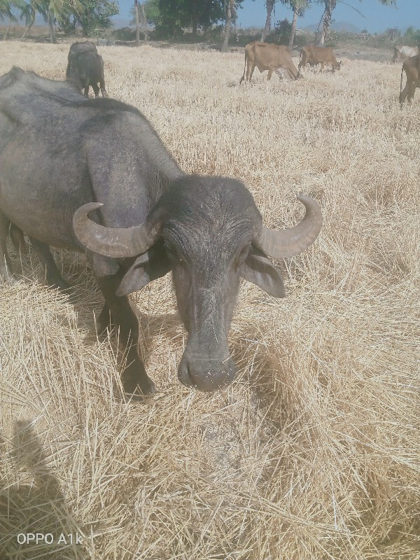 ચાર વરસની ખડાય...