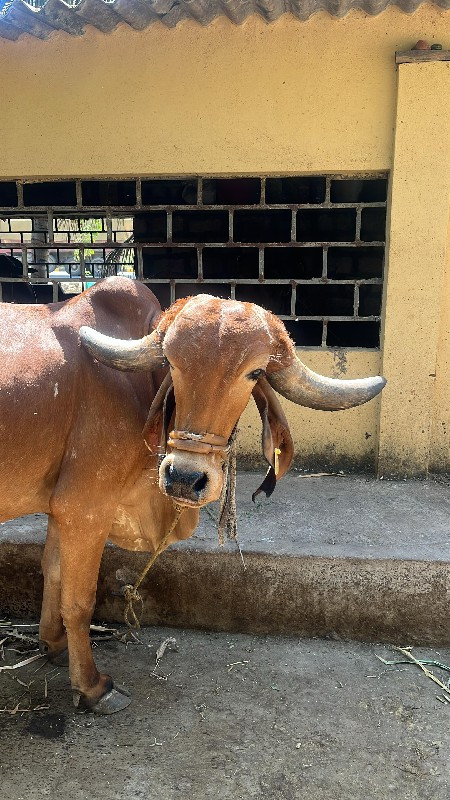 ગાય ( ગીર )