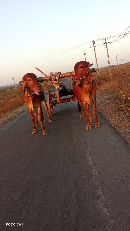 ગોઢલા. વેચવાના