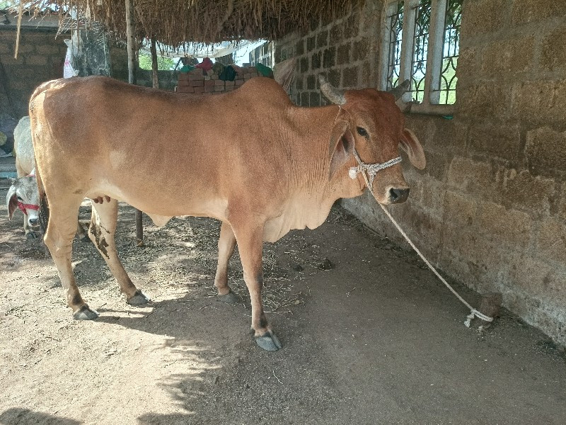 ગાય