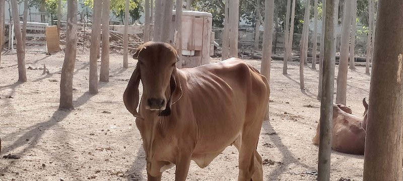 ગાય વેચવાની છે