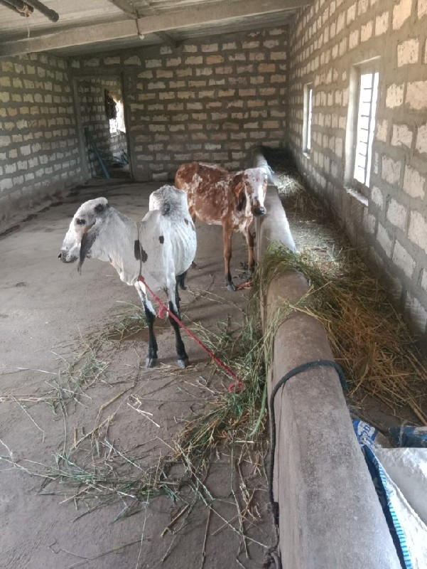 ગીર વાસડિયું વે...