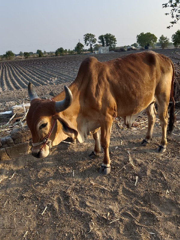 બળદ વેચવાનું છે