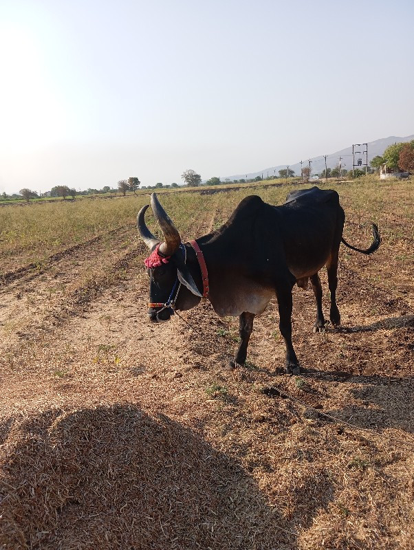 એક બરધ વેંચવાનો...