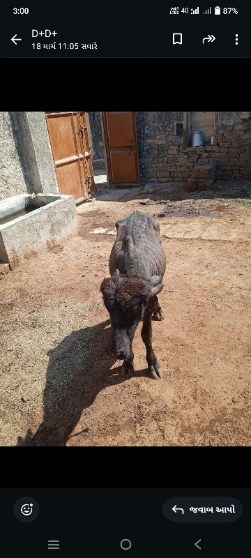 પાડી વેસવાનીસે...