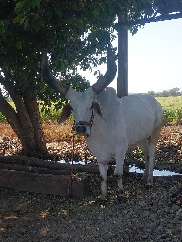 બરધ 2વાવણી વાવે...