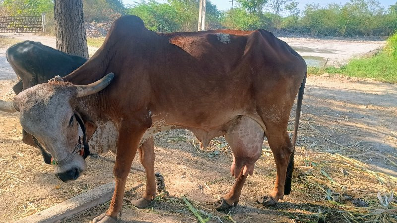 ગાય ત્રીજુ વેતર...