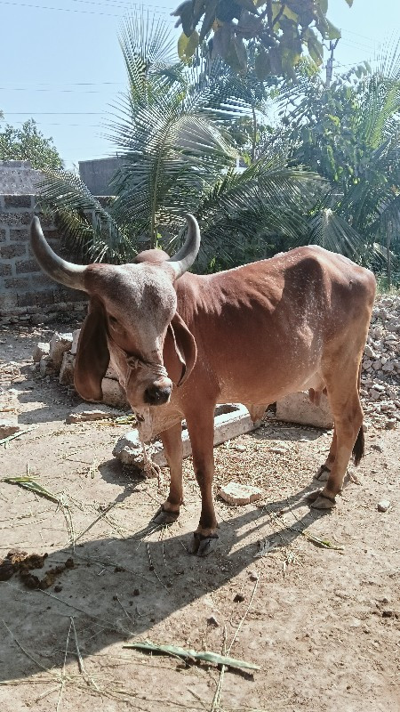 ગાય વેચવાની છે